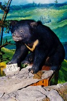 臺灣黑熊藏品圖，第4張